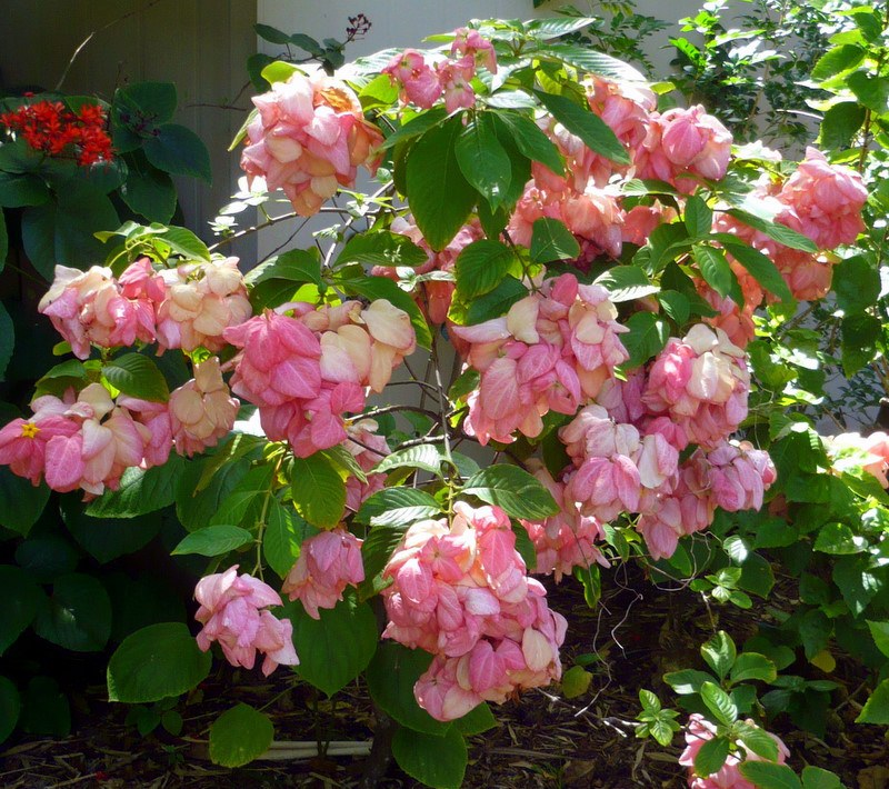 mussanda pink flower