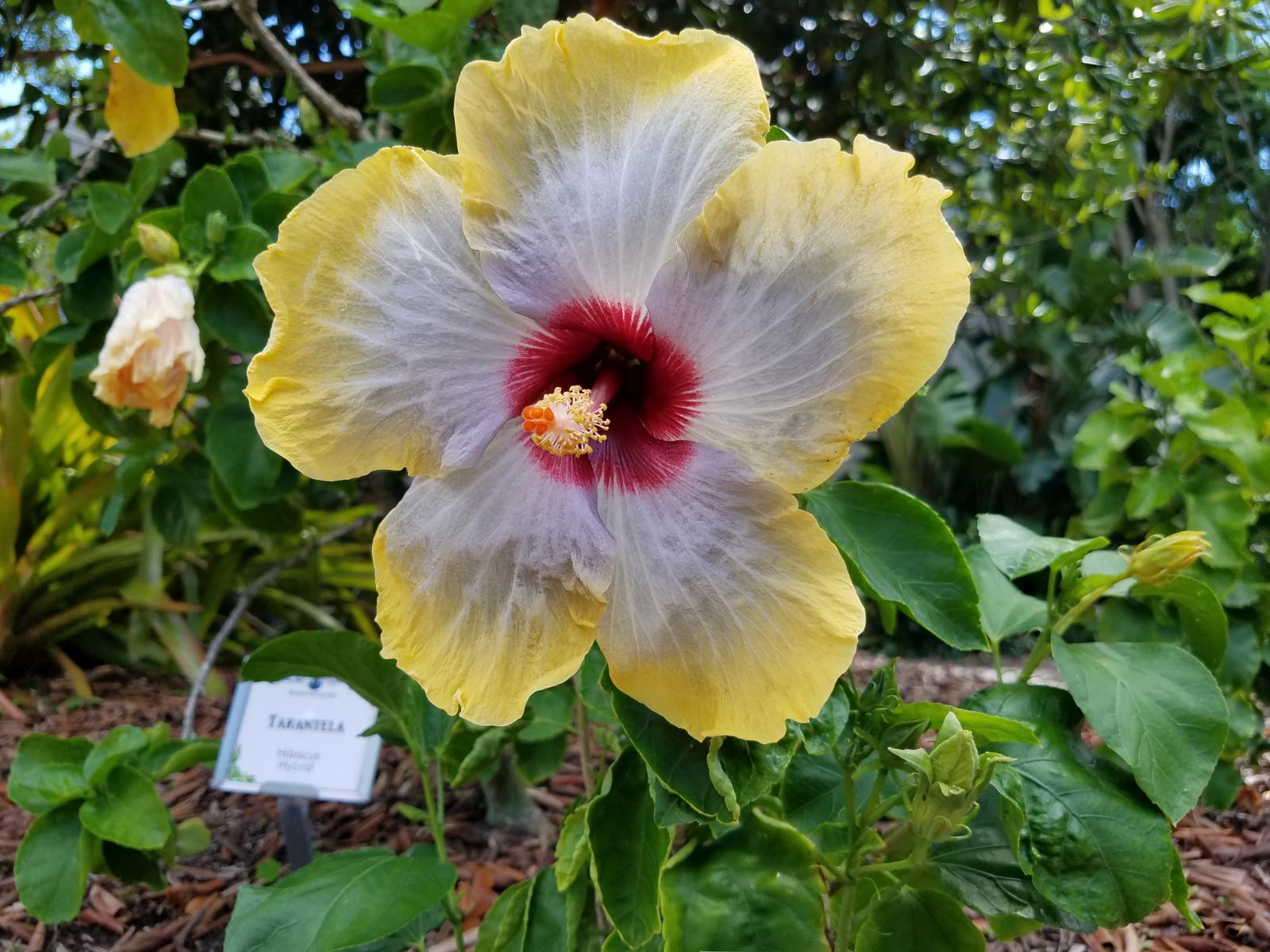 Hibiscus Hybrid, Togetherness
