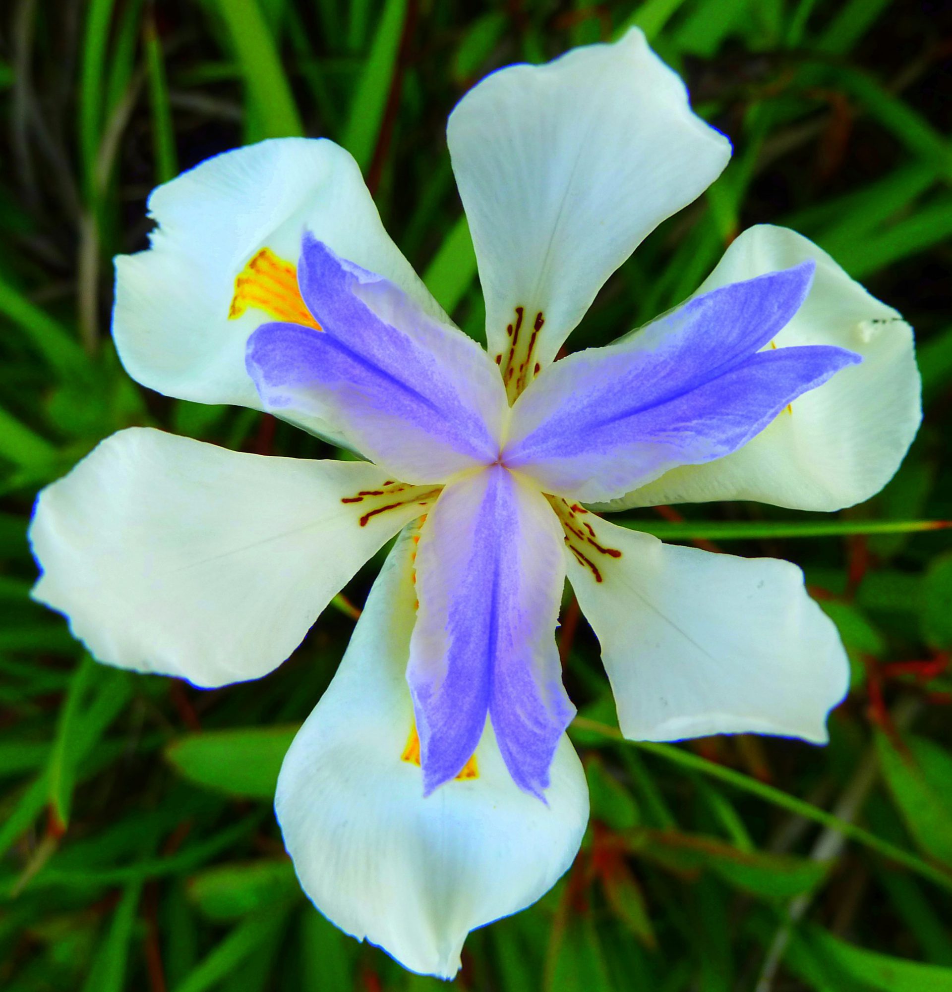 African Iris (Dietes Iridioides)