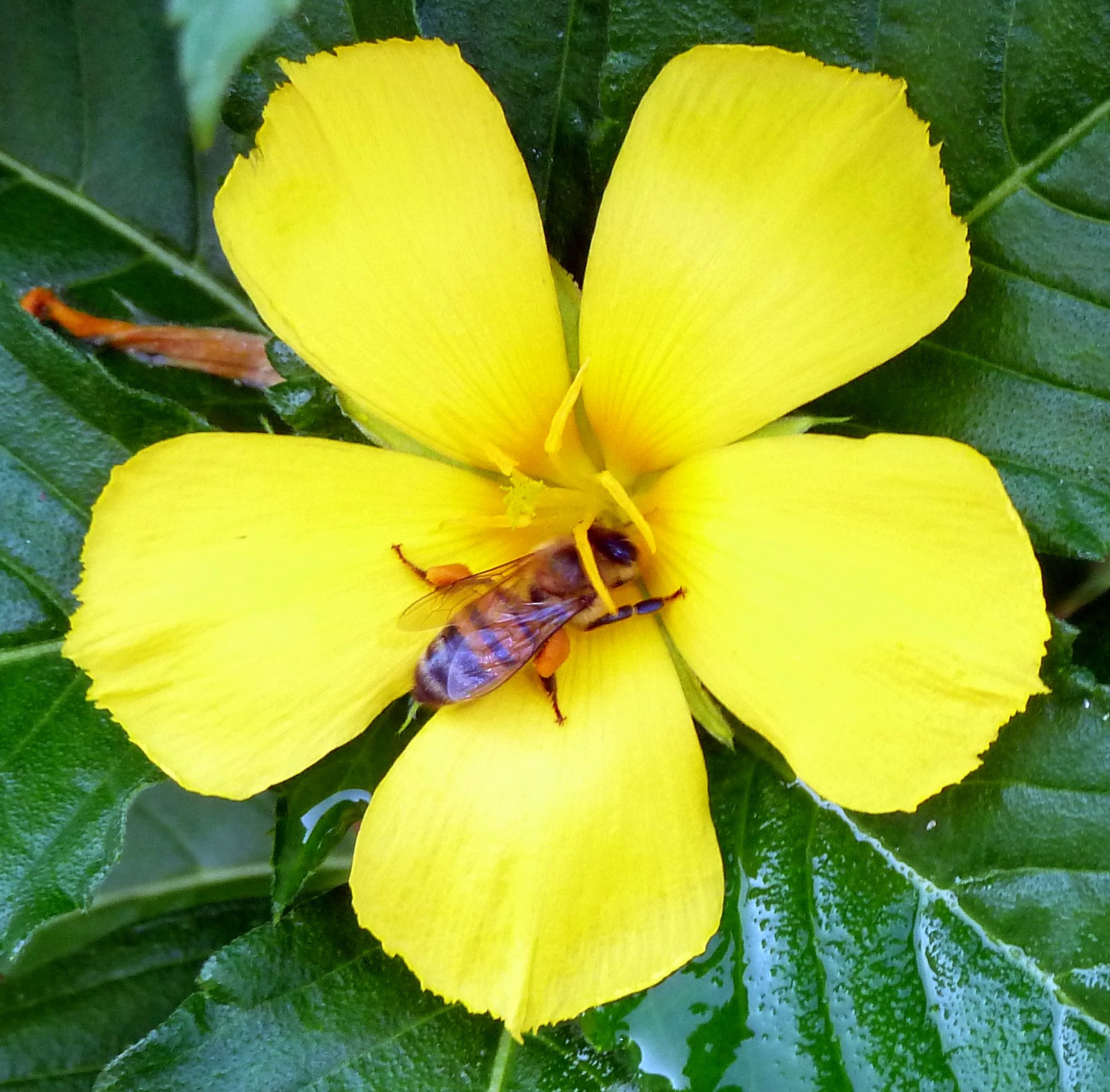 Yellow Alder (Turnera Ulmifolia with Honey Bee)