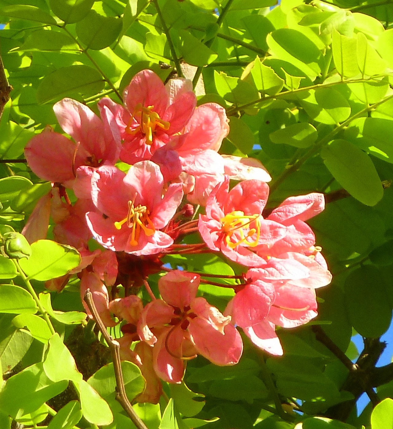 appleblossom cassia tree cassia javanica