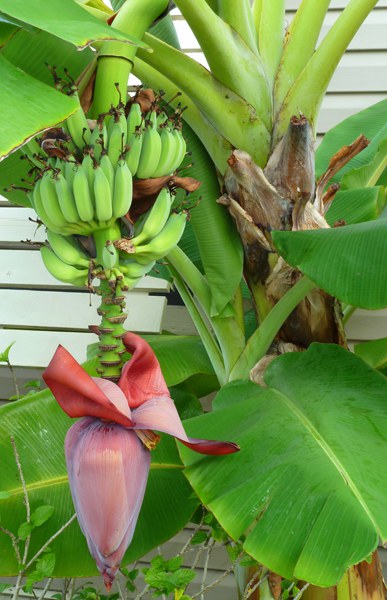 Banana Tree (Hawaii)