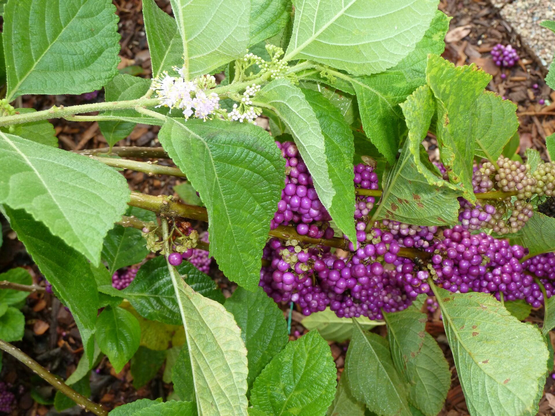Beautyberry (Callicarpa americana)