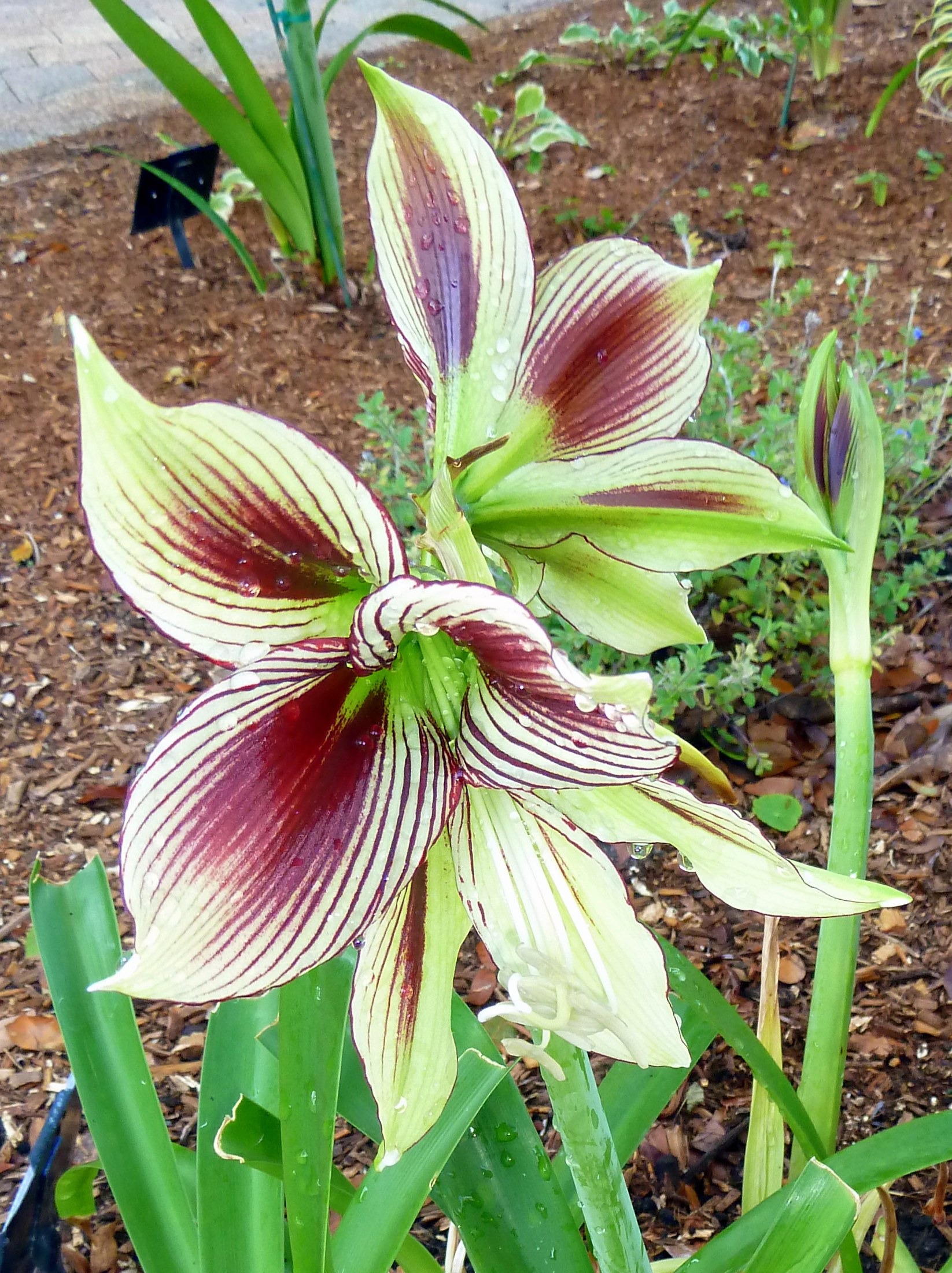 butterfly amaryllis