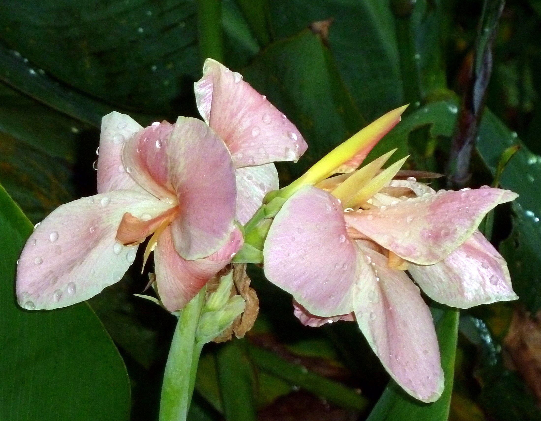 canna lily hybrid