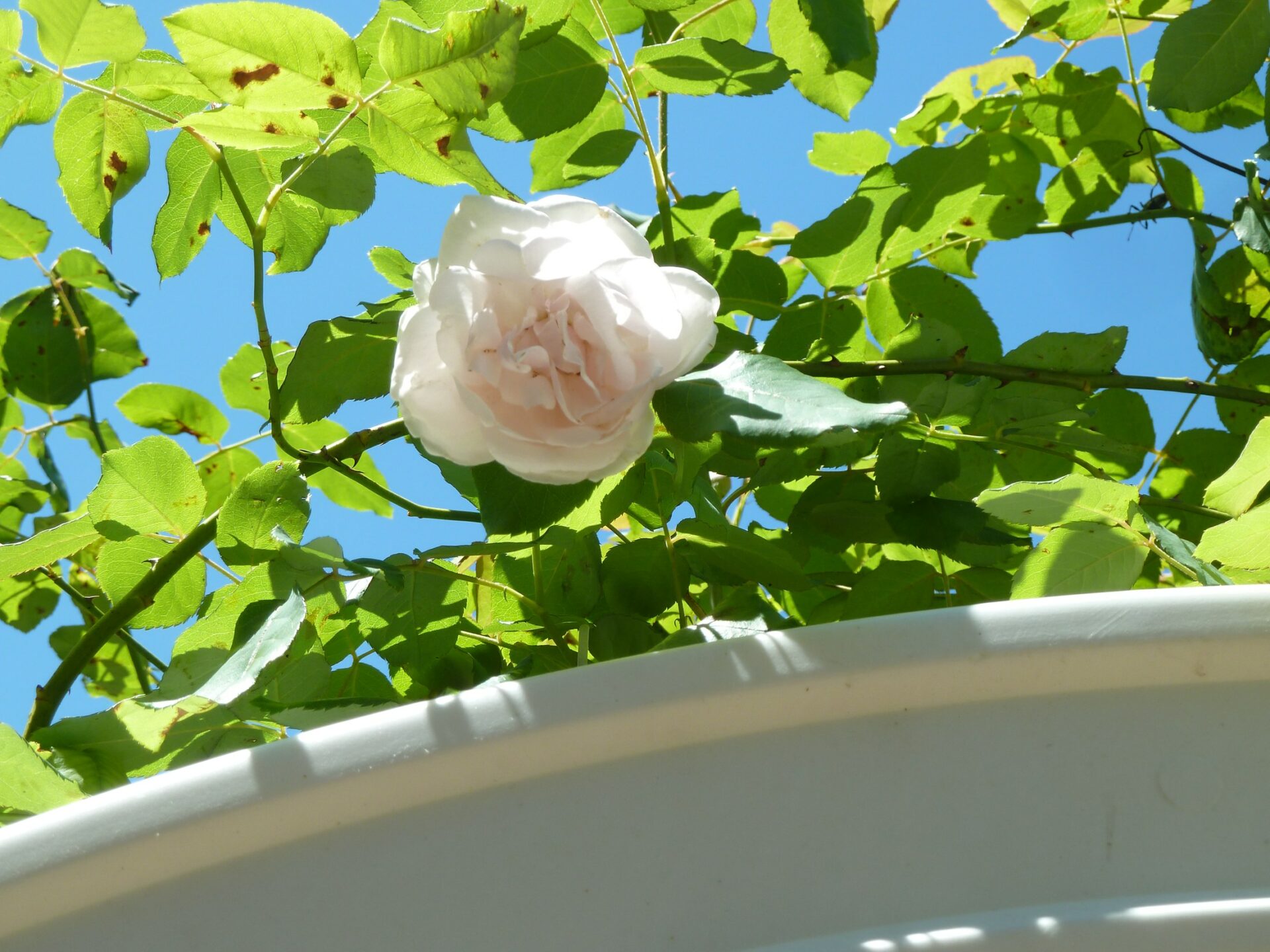 Antique Rose Celine Forestier