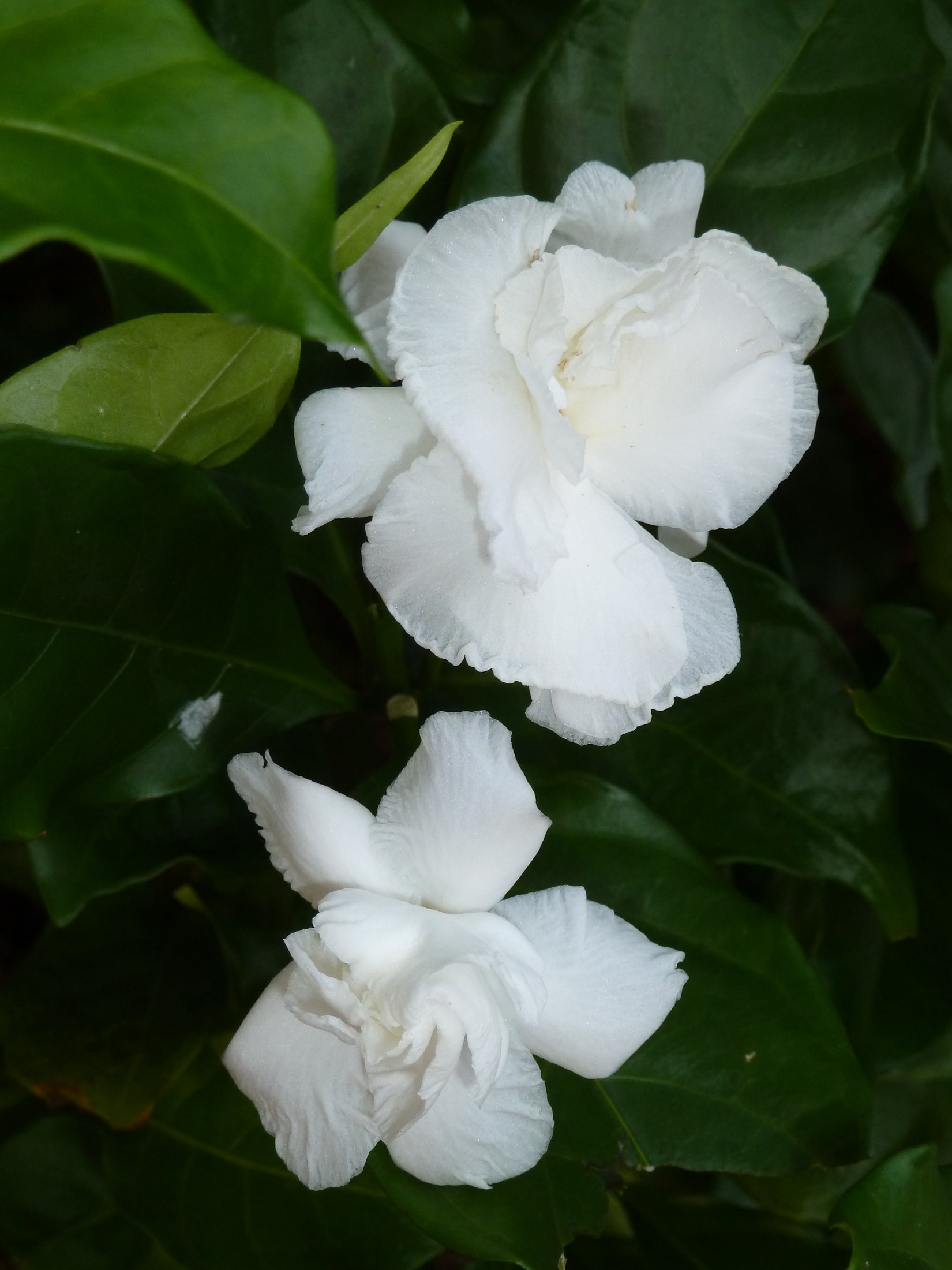 Crepe Jasmine (Tabernaemontana divaricata)