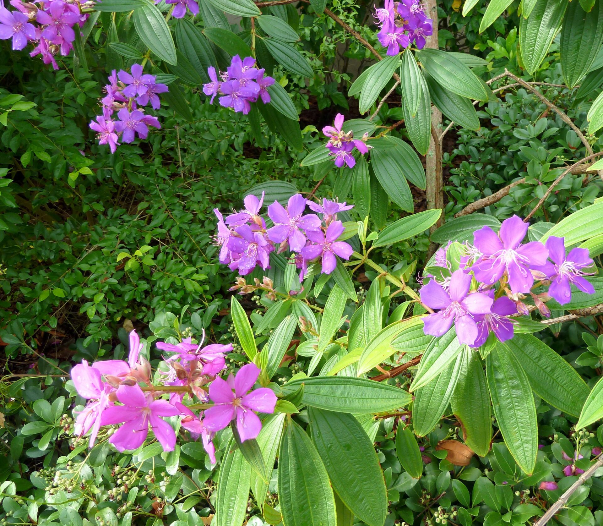 Glory Flower Tree (Tibochina urvilleana)