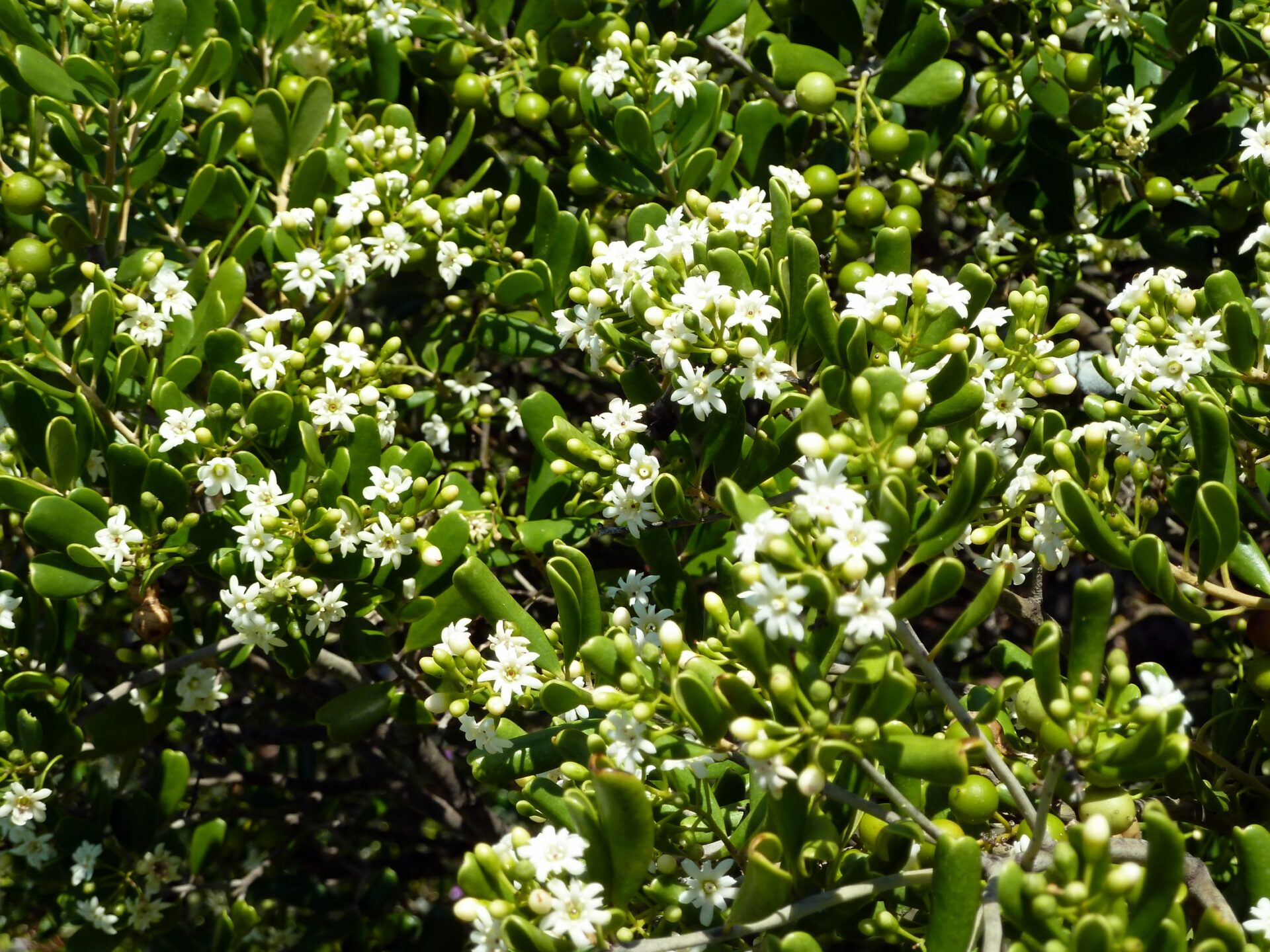 joewood jacquinia keyensis