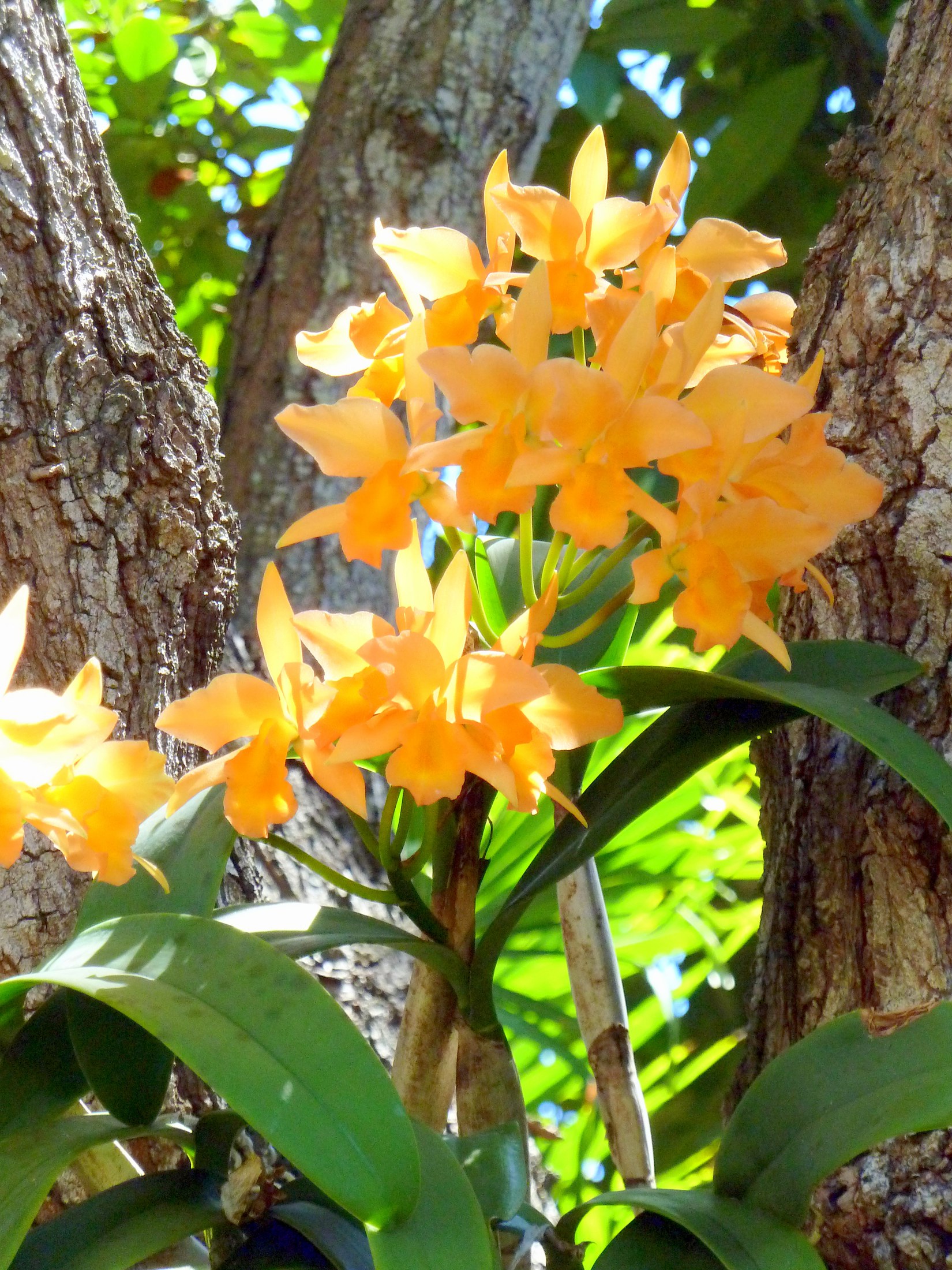 Lalieocattleya Orchid