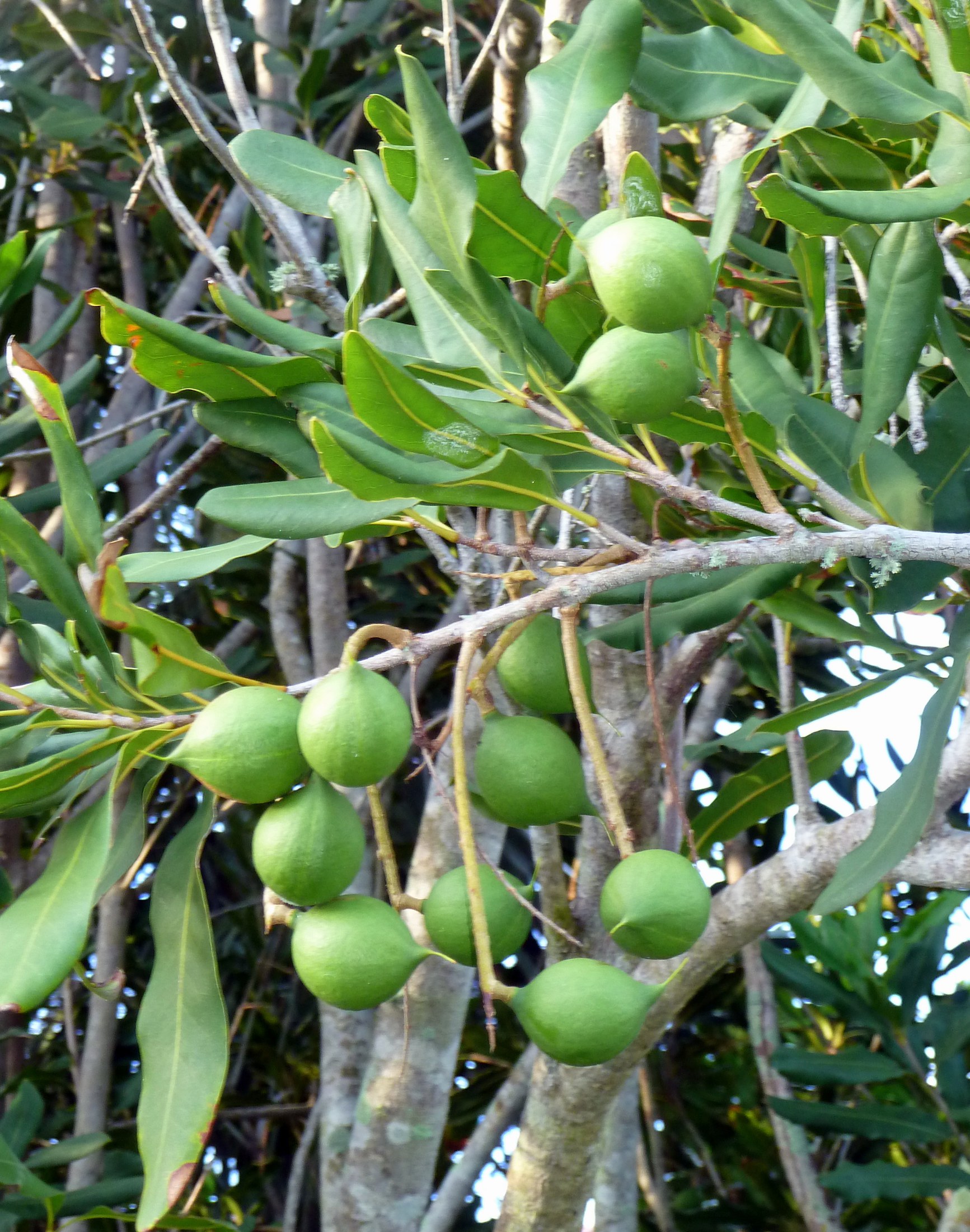 macadamia tree macadamia integrifolia
