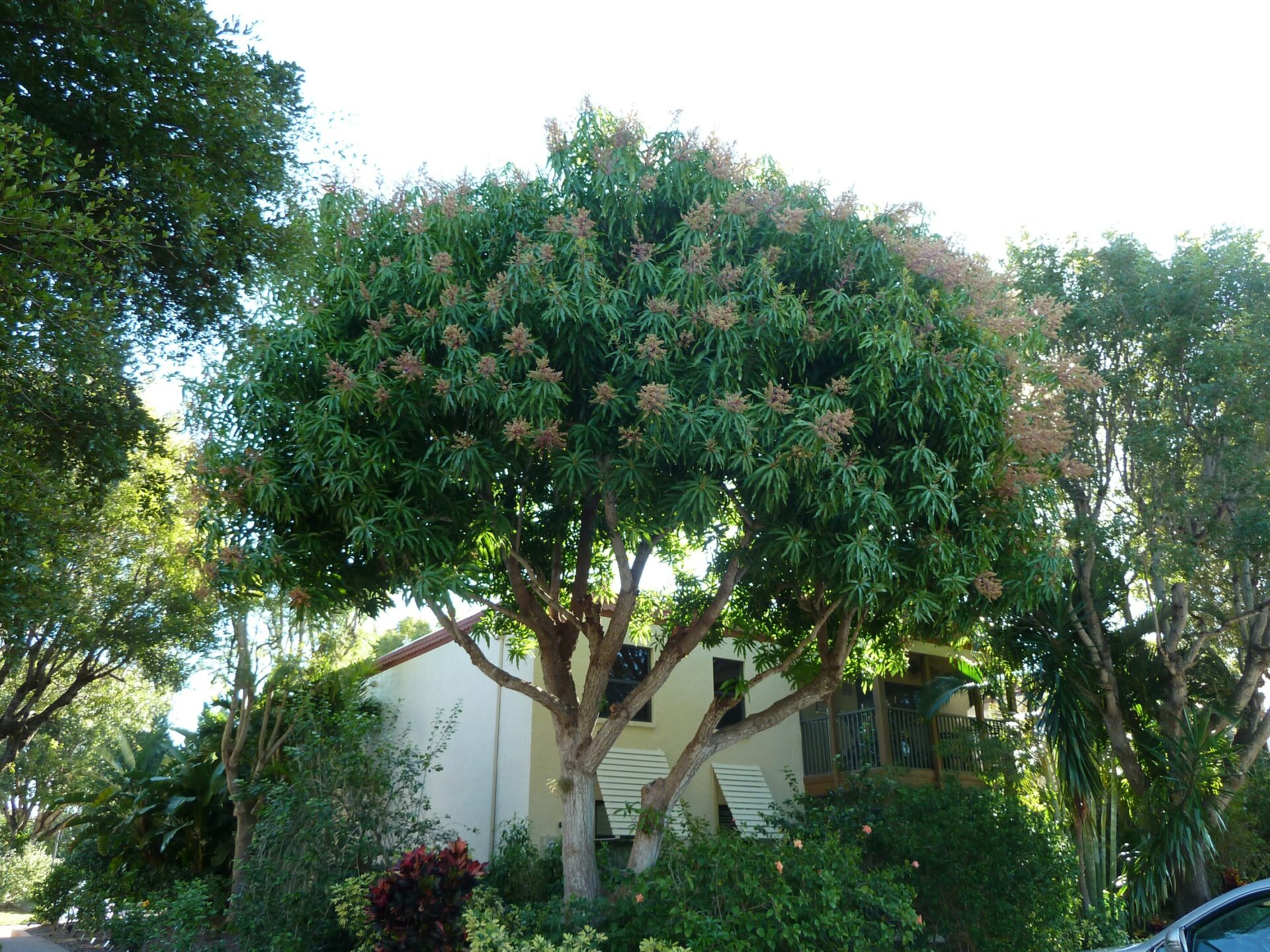 Mango Tree (Mangifera indica)