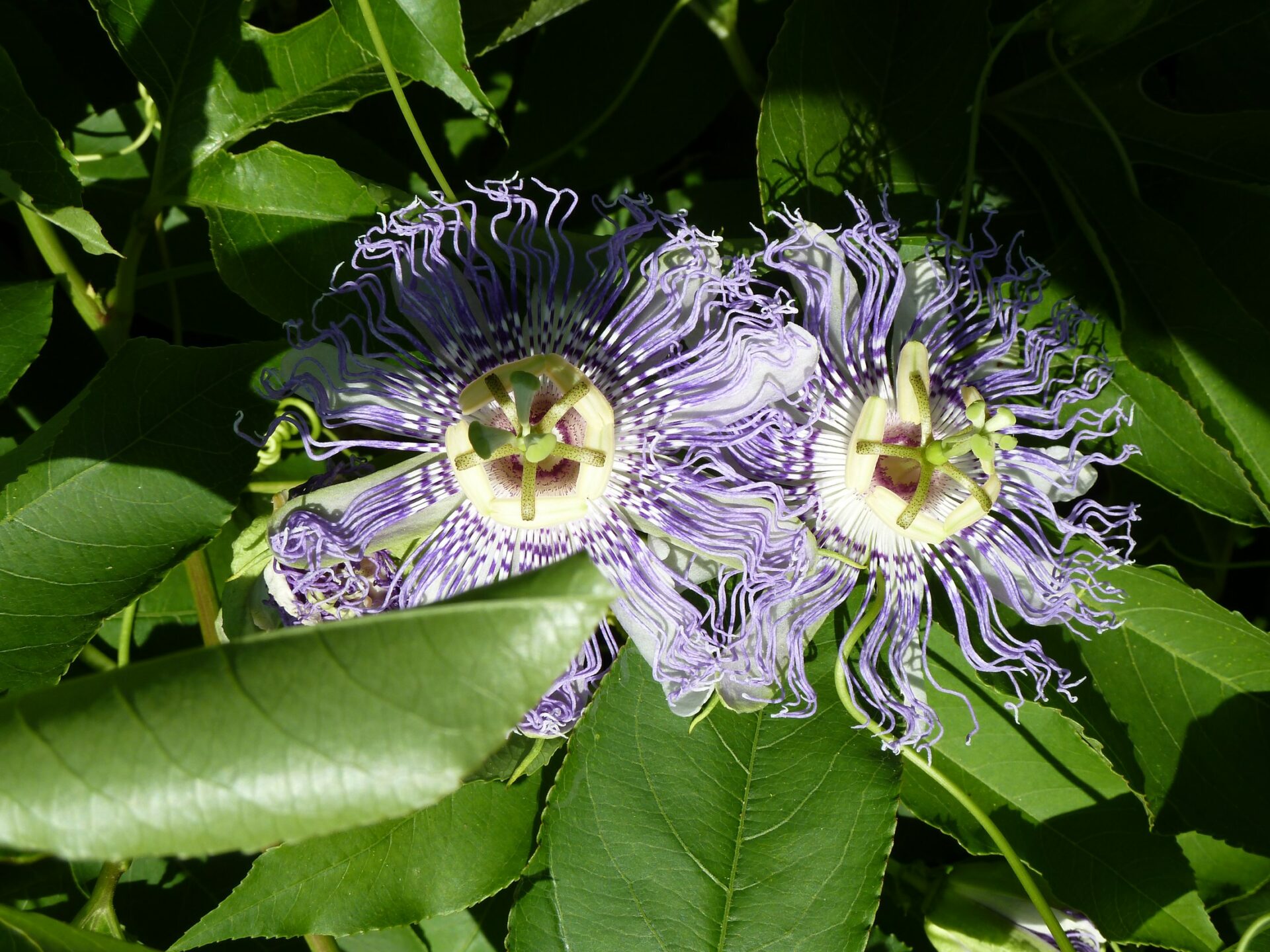 Passionflower (Passiflora incarnata)