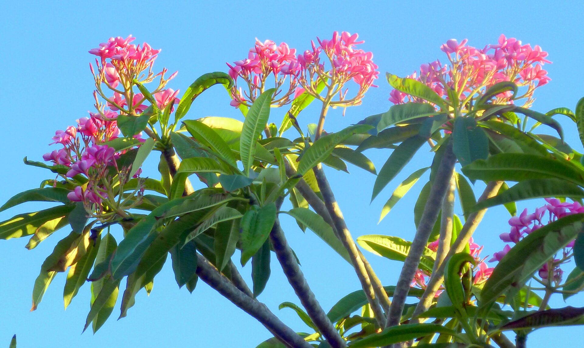 Plumeria or Frangipani