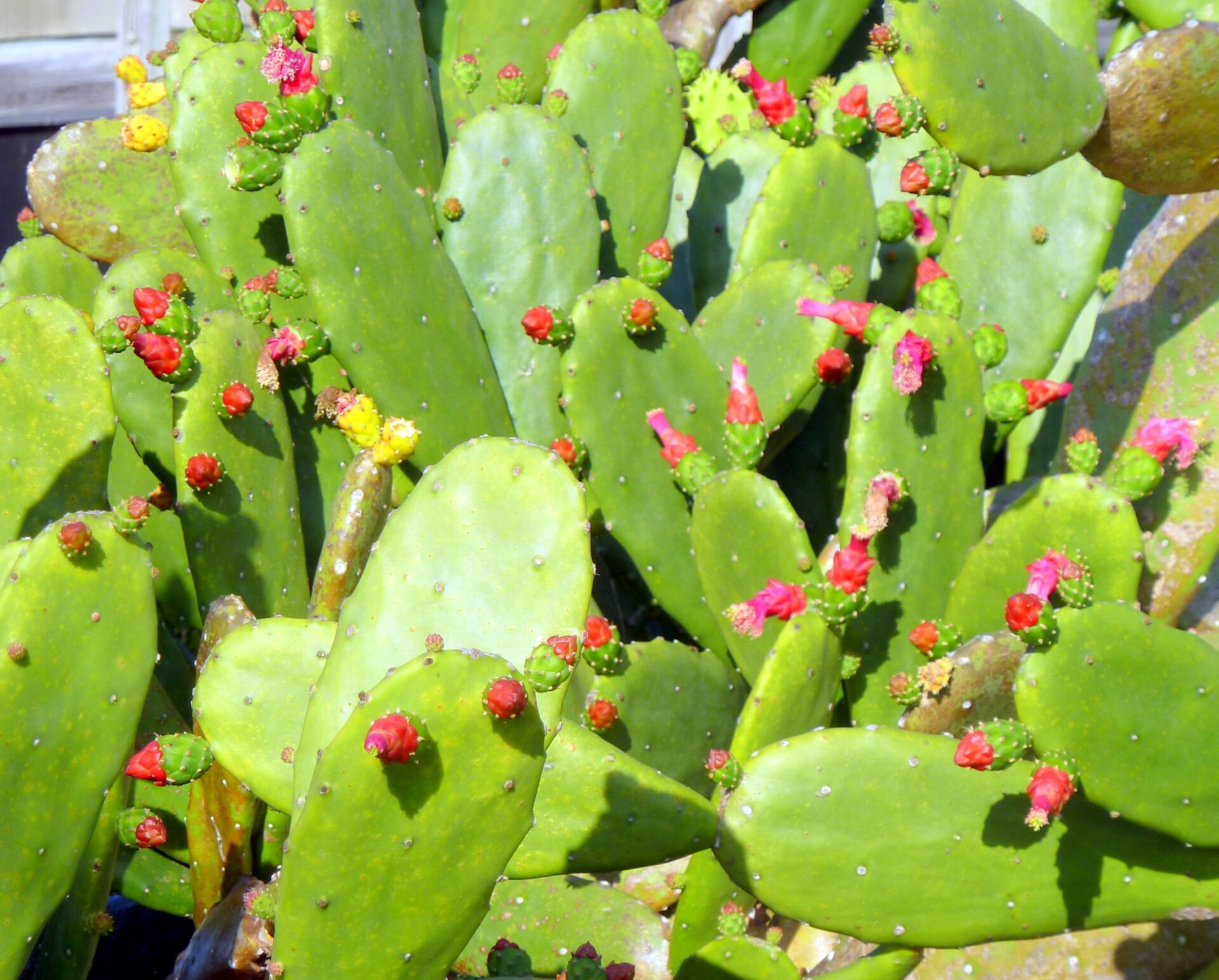 prickly pear cactus opuntia