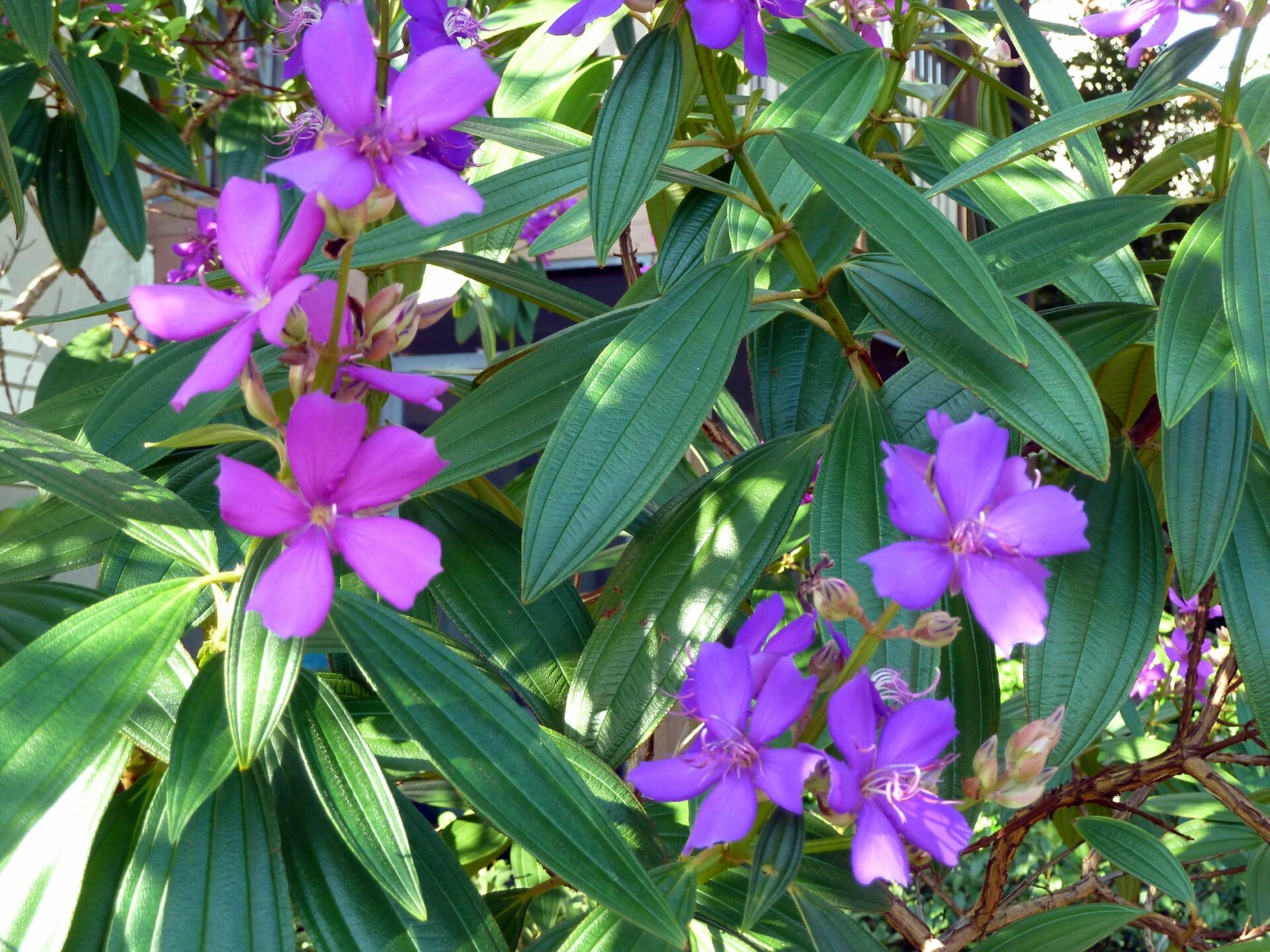 Purple Glory (Tibochina granulosa )