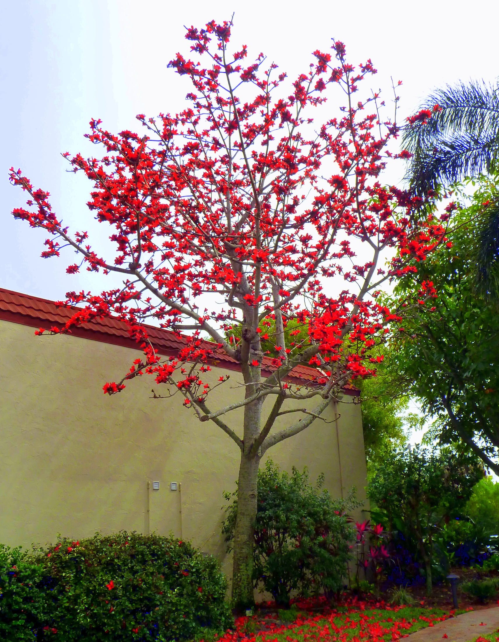 red kapok tree bombax ceiba