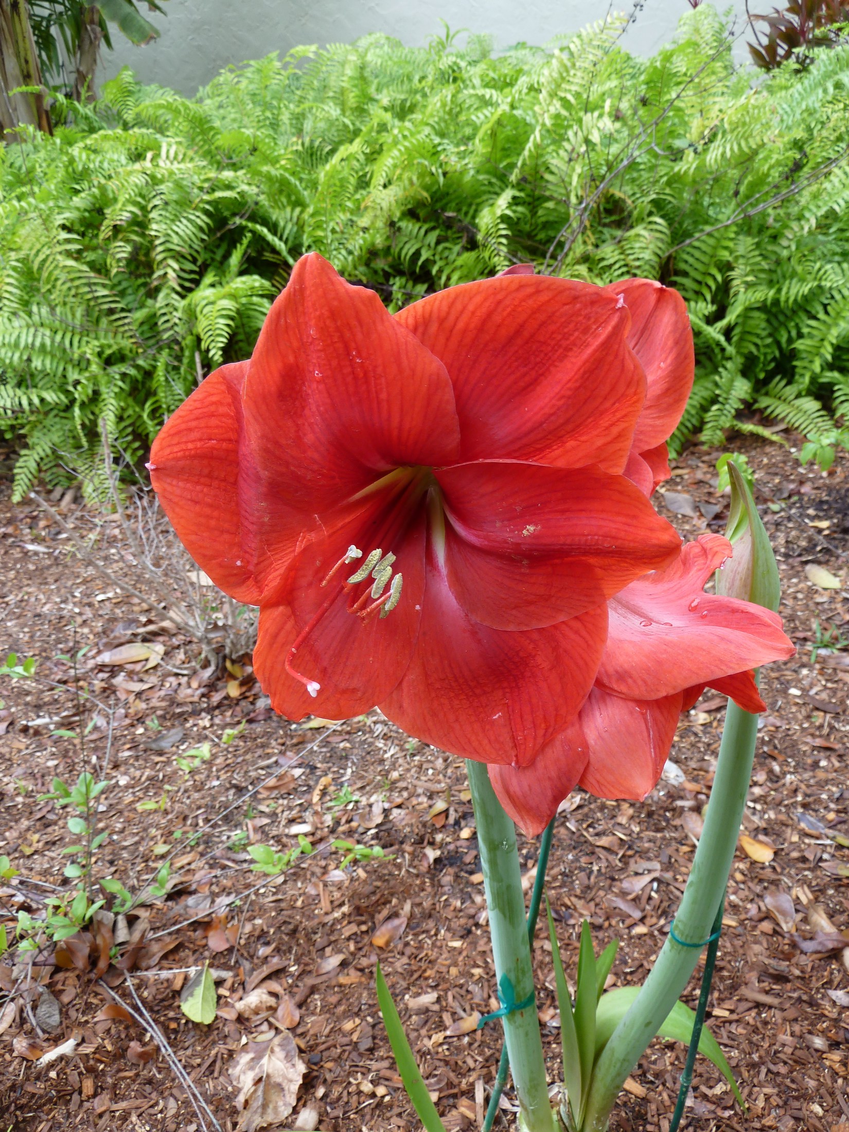 Gardens Gallery - Sanibel Moorings