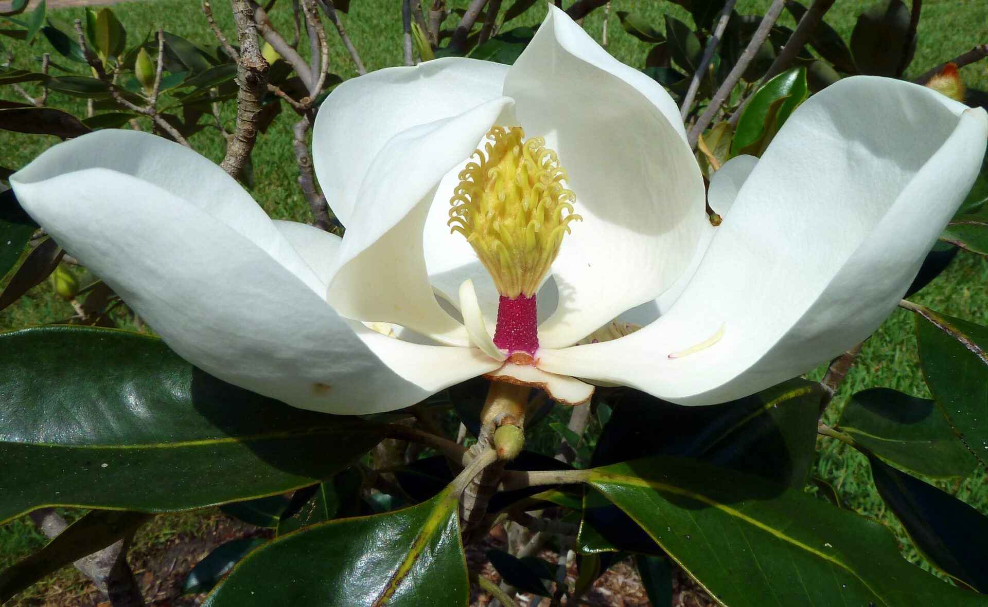southern magnolia magnolia grandiflora