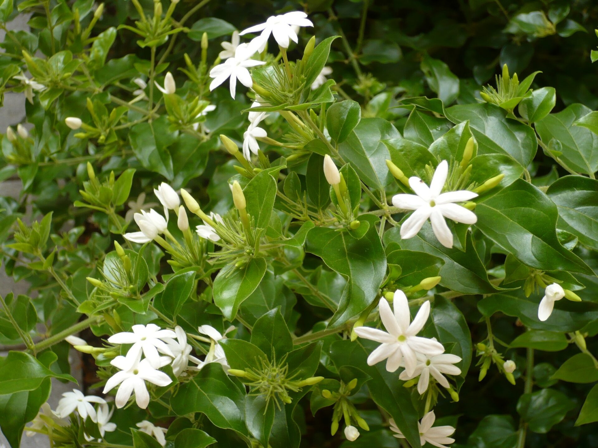 star jasmine trachelospermum jasminoides