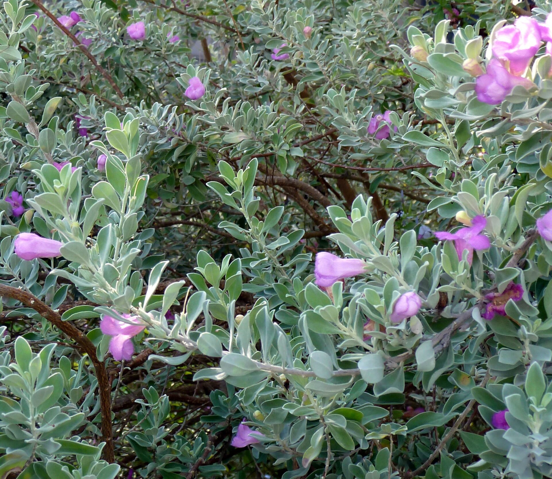 Texas Sage (Leucophyllum frutescens)