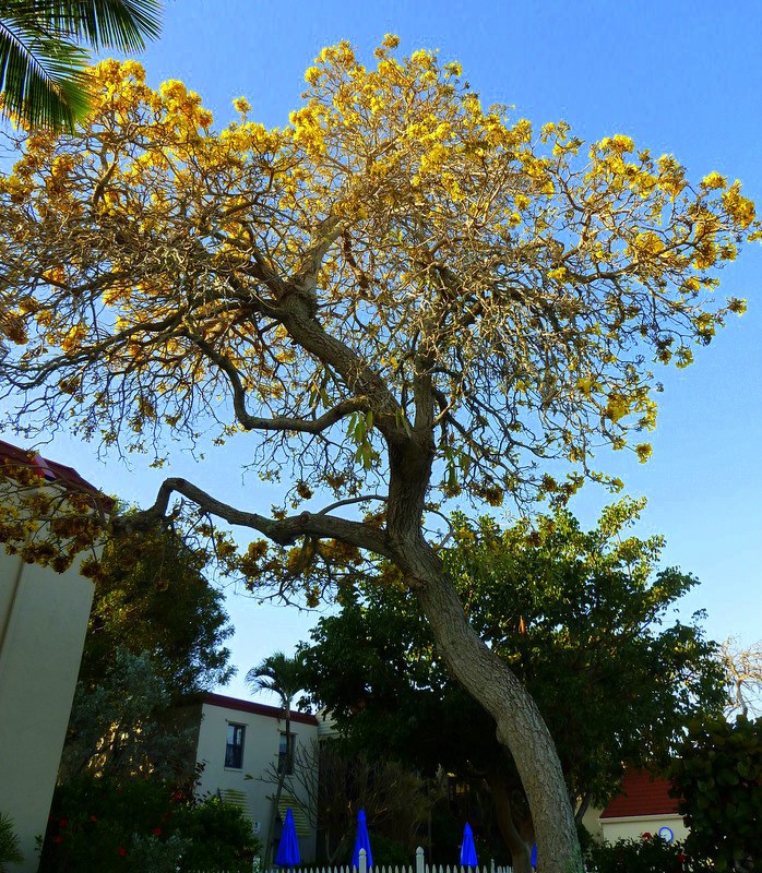 Silver Trumpet Tree (Tabebuia aurea)