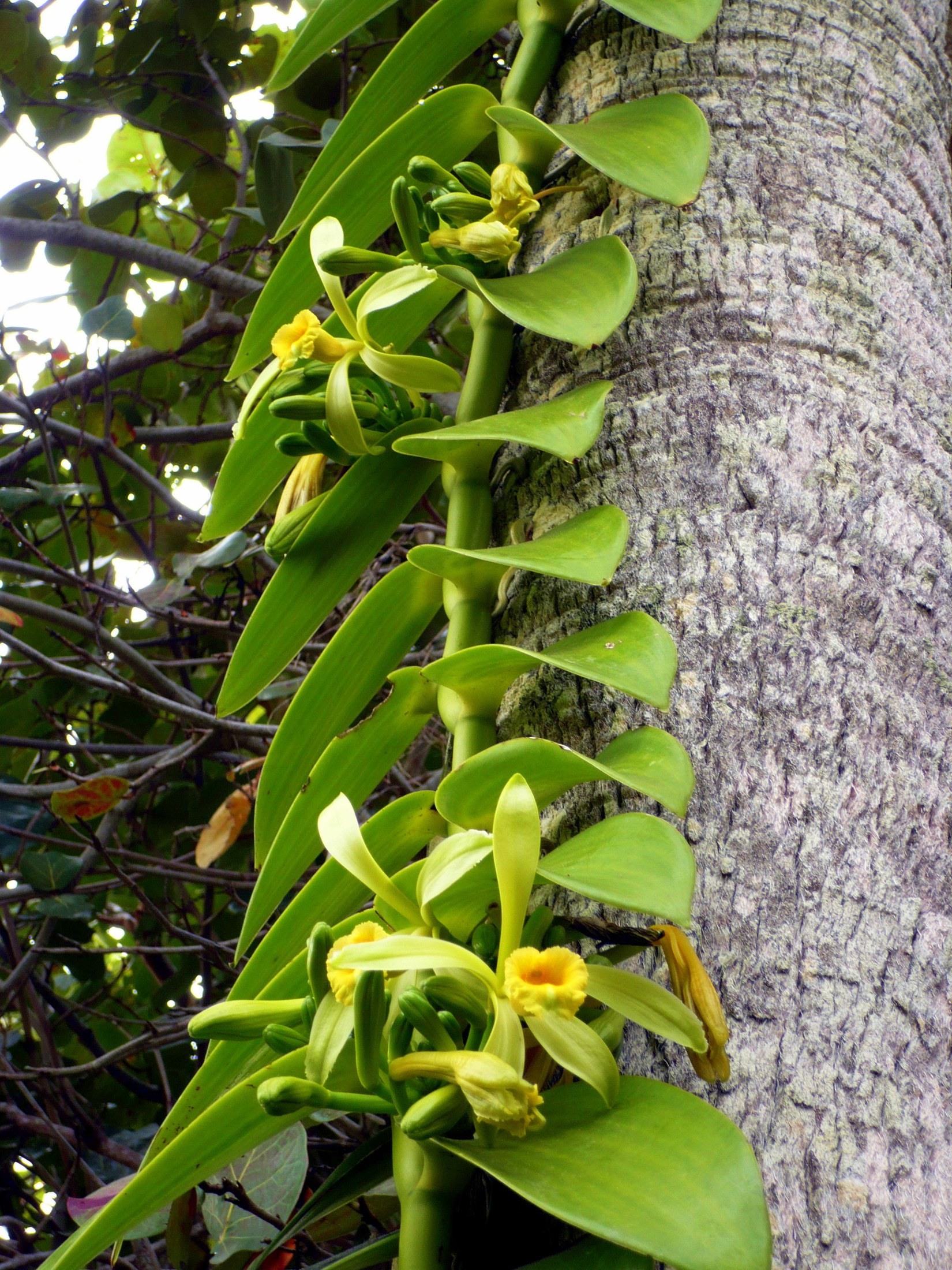 vanilla orchid vanila planifolia