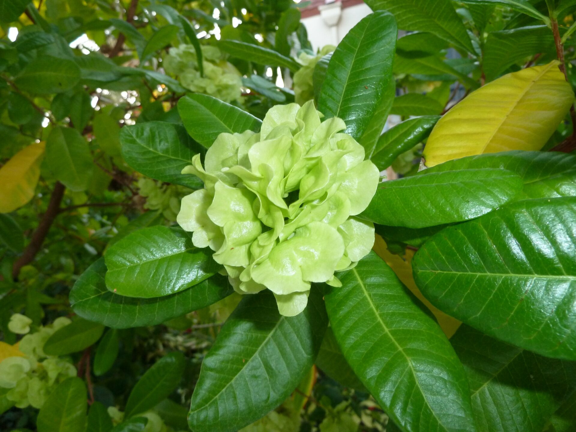 Varnish Leaf (Dodonaea viscosa)
